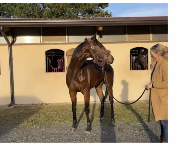 Magnifique cheval 4 ans (pur sang)