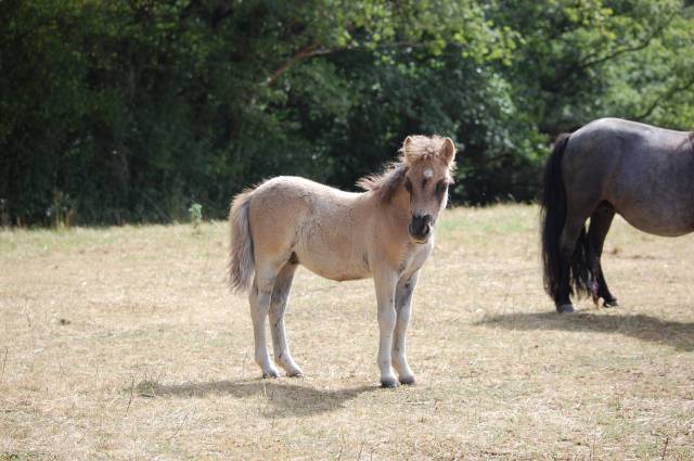 Poulain shetland pp grullo
