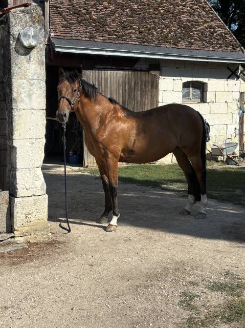 Selle français 12 ans pour amateur 