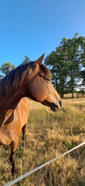 Cheval 