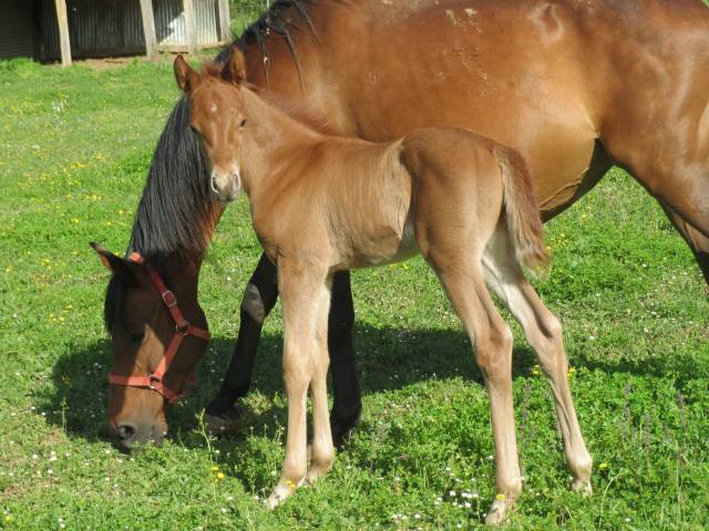 Chevaux pur sang arabe