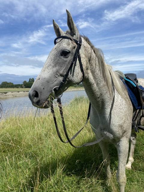 Cheval aqps 14 ans
