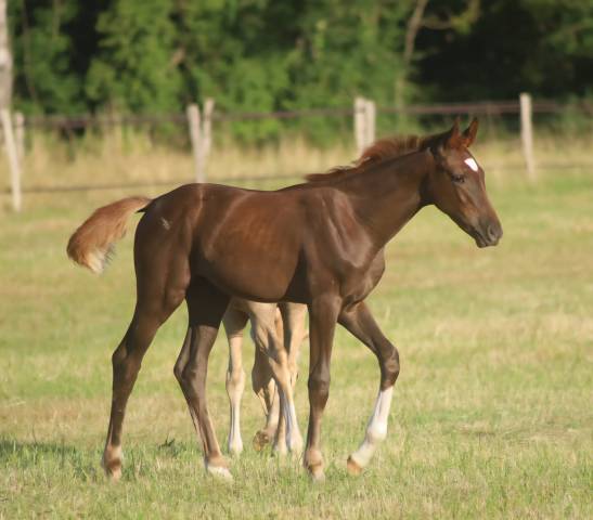 Magnifique pouliche de dressage