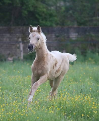 Pouliche palomino de dressage