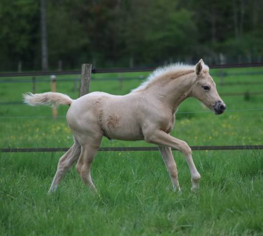 Pouliche palomino de dressage
