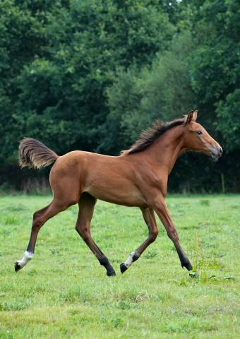 Foal diamant * kannan souche first de launay