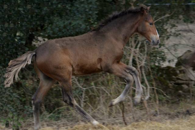 magnifique poulain new forest de croisement