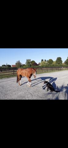 Cheval à vendre pour prêt retraite 