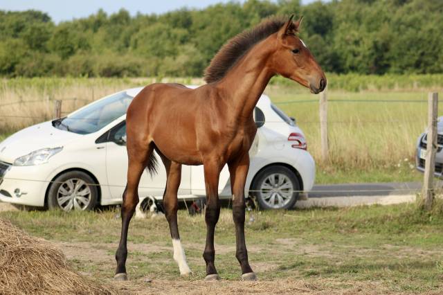 Poulain sf 2025