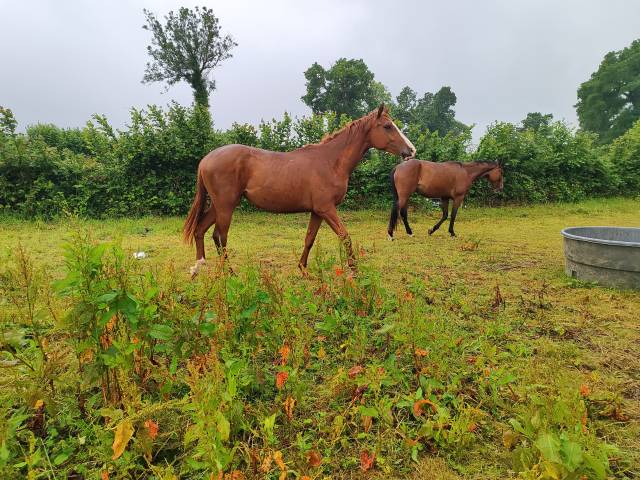 Pouliche de 2ans casallo z/quaprice bois margot/le tôt 