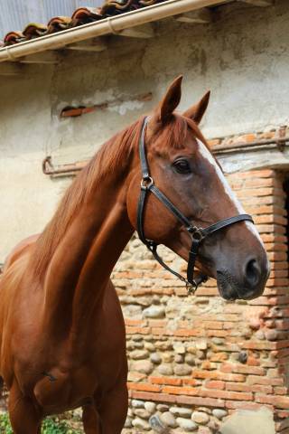 Cheval dressage - hongre alezan de 10 ans, 169cm