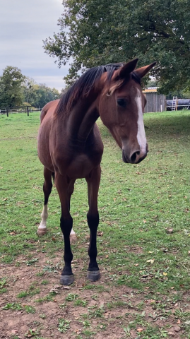 Jolie pouliche de 1 an par mylord carthago lignée 5*