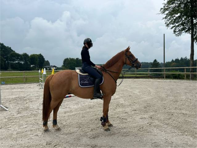 Cirano von rotheck z -hongre de 6 ans
