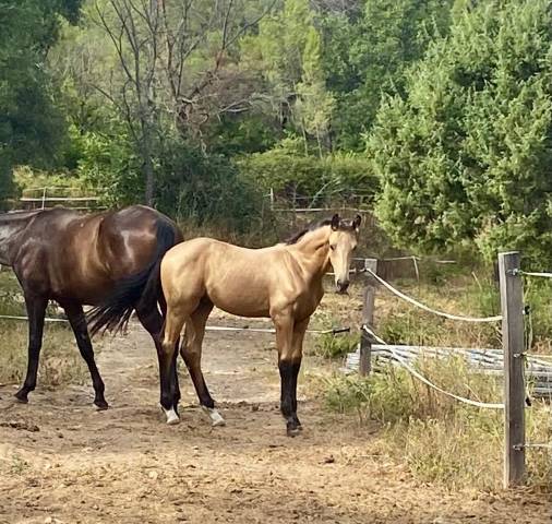 Magnifique poulain isabelle dressage