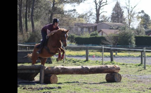 Poney de sport