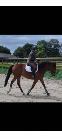 Hongre pur sang 6 ans coup de coeur ❤️