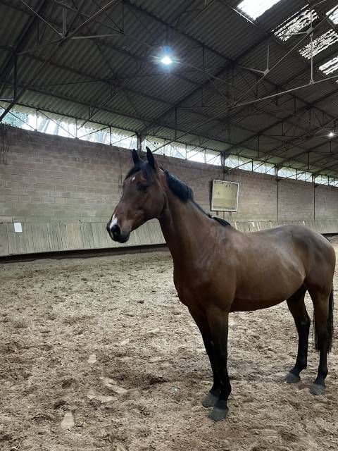 Django de belliard