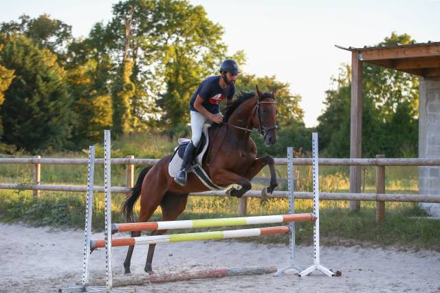 Hongre - 3 ans et demi - 1m65