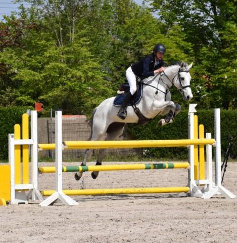 Hongre-oc- 1.65m - amateur cso 110 -polyvalent 