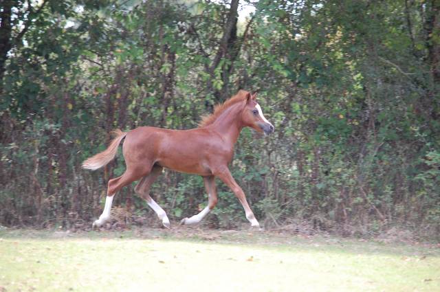 Tres chic pouliche welsh a