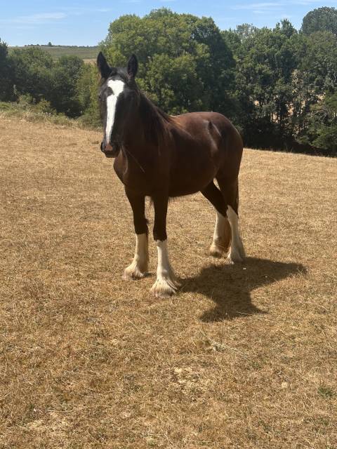Olympe pouliche shire de 1 an
