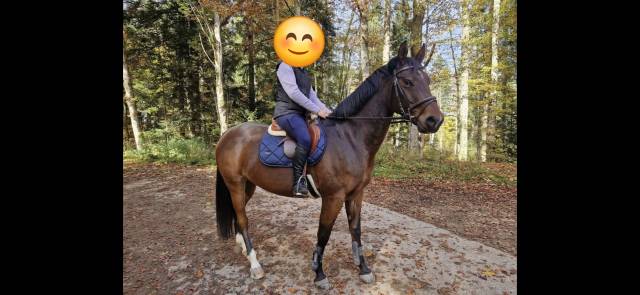 Jeune cheval de loisir