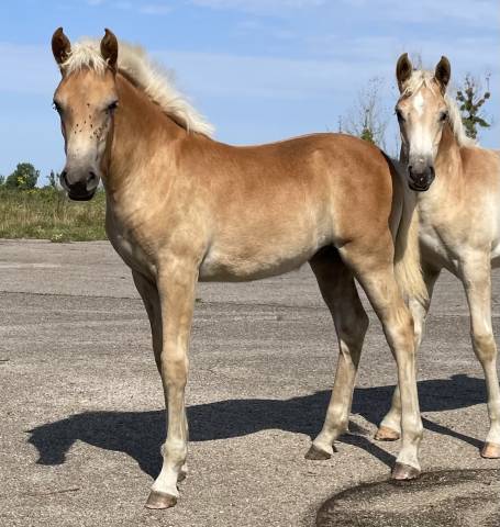 Pouliche haflinger pp