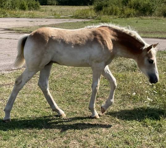 Pouliche haflinger pp