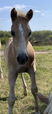 Poulain pp haflinger