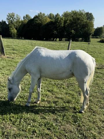 Ponette welsh pp
