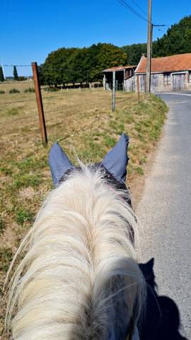 Demi pension poney
