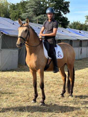 Psl, hongre, isabelle, 4 ans, 165