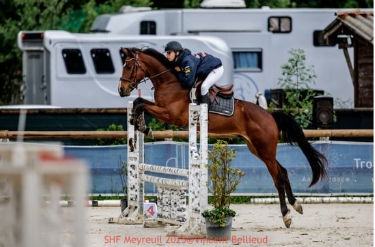 Cheval a vendre - hongre selle français de 4 ans