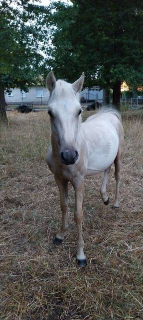Poney welsh part-bred
