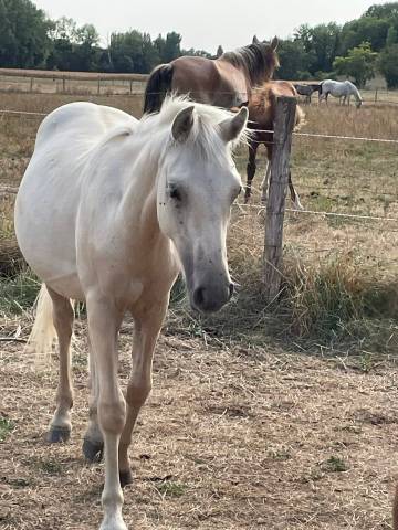 Poney welsh part-bred