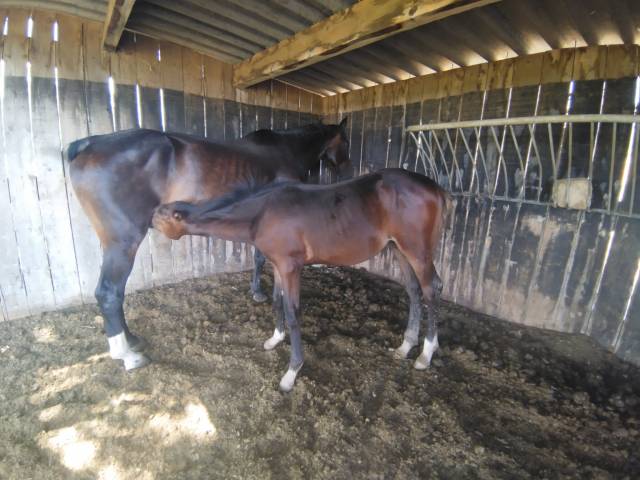 Pipo des vanades, poulain bai foncé d’exception - foal