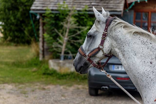 A vendre gentil hongre 12 ans avec du métier