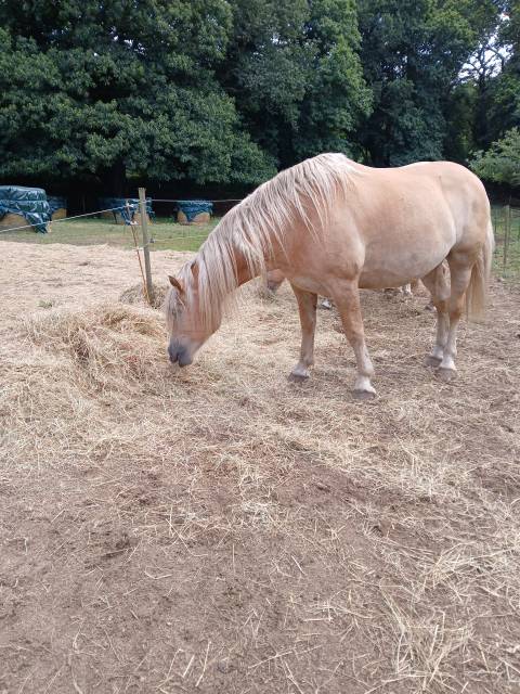 Vente haflinger