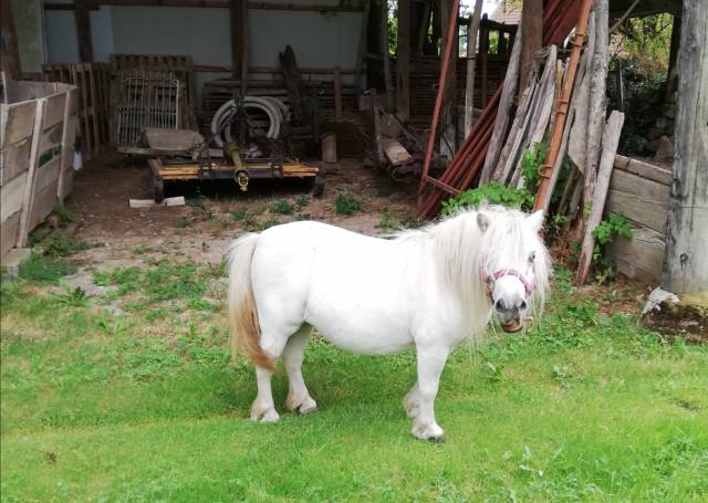 Magnifique jument mini shetland pp