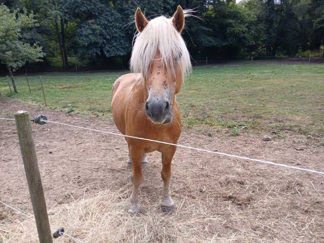 Vente haflinger