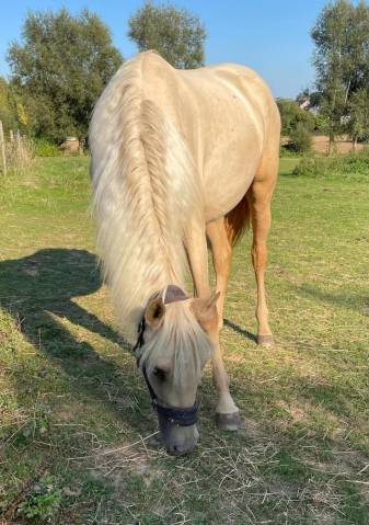 Très belle pouliche espagnole palomino oc , 2,5 ans