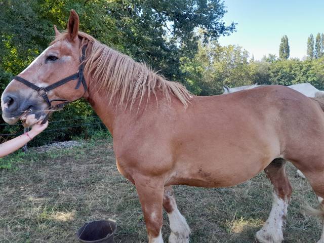 Vends paire de trait breton pour retraite meritee