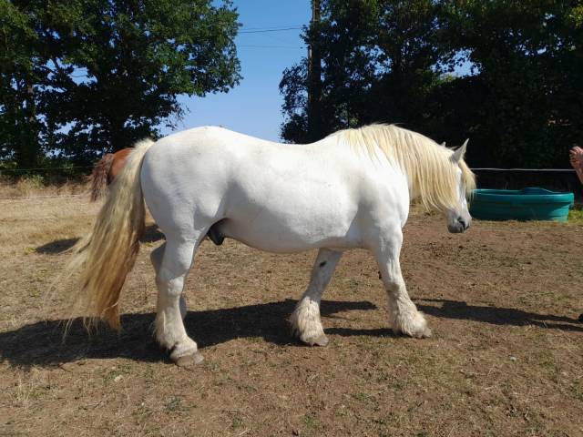 Vend percheron de 13 ans