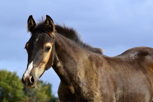 Pouliche half quarter horse aqhr 