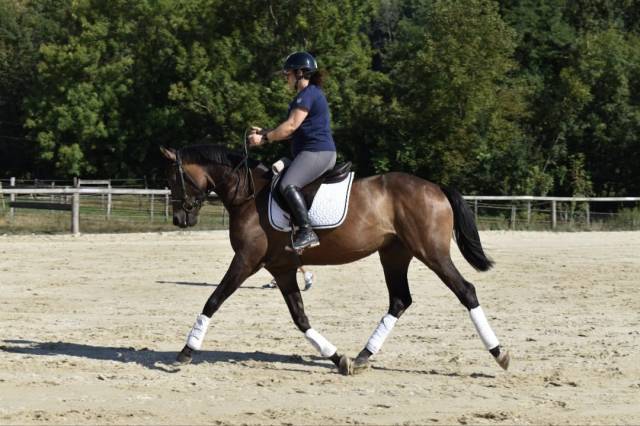 Vends cheval de 4 ans aux origines prestigieuses