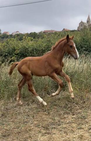 Av ou échange foal sf contre poulinière