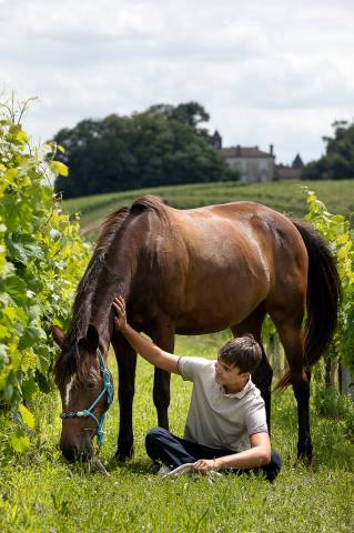 Poney taille d pour loisir et sport