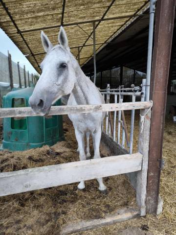 Pouliniere quidam