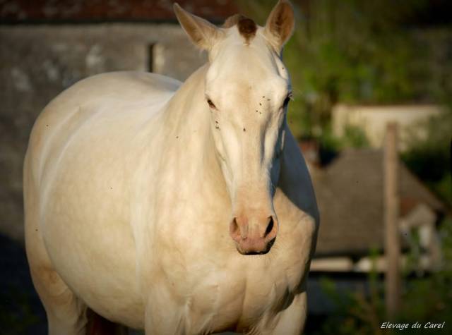 Pouliche pure race espagnole