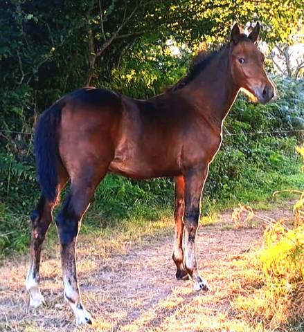 Foal 
